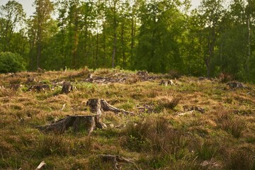 Deforestation. Stumps show that overexploitation leads to deforestation endangering the environment...