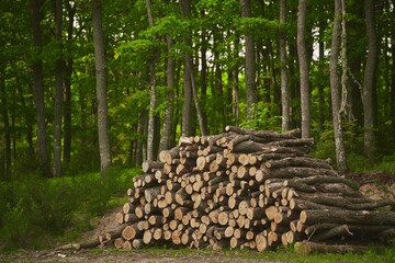 Forest pine and spruce trees. Log trunks pile, the logging timber wood industry.