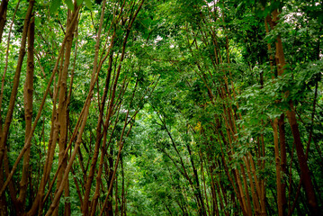 Beautiful lush green forest is a mesmerizing sanctuary of life with a canopy of vibrant foliage.