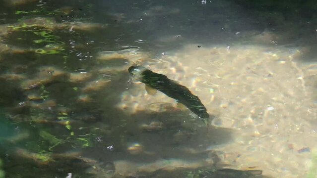 Brown Trout (Salmo trutta) swimming in a clear, shallow stream with lots of flies flying around near the surface. June, Kent, UK. [Slow motion x5]
