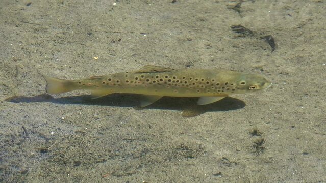 Adult Brown Trout (Salmo trutta) swimming in a stream, Kent, UK. June