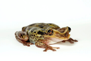 Yucatan Casquehead Treefrog // Yucatán Helmkopflaubfrosch (Triprion petasatus)