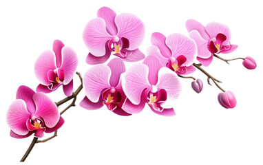 Isolated Orchid Flower PNG with Transparency. AI