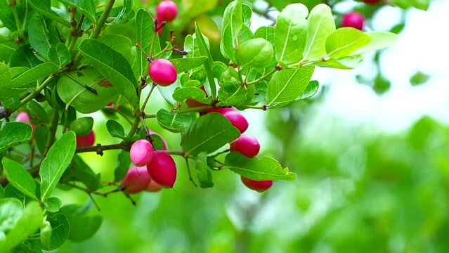 Side view of Karissa carandas fruits