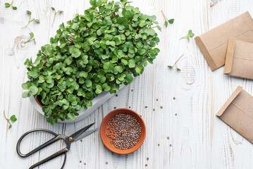 Microgreen radish sprouts growing at home.