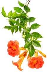 Chinese Trumpet Vine isolated on white background, Orange Chinese Trumpet Vine on white Background...