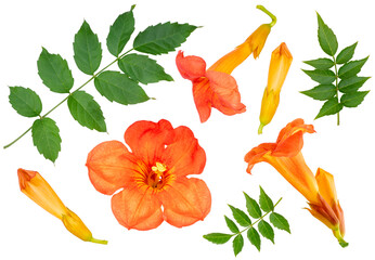 Chinese Trumpet Vine isolated on white background, Orange Chinese Trumpet Vine on white Background PNG File.