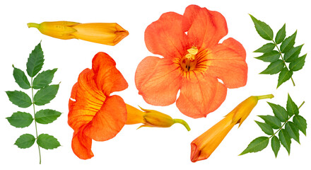 Chinese Trumpet Vine isolated on white background, Orange Chinese Trumpet Vine on white Background PNG File. - obrazy, fototapety, plakaty