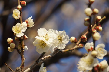 梅の花