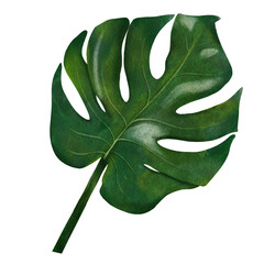Hand drawn watercolor monstera leaf with a paper texture isolated on a white background.