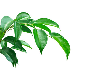 Fresh green leaf isolated on white background. With clipping path..
