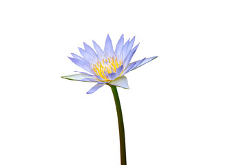 Purple blossom lotus and insect isolated on white background with clipping path.