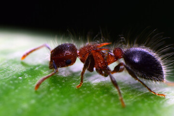 Ant on a green leaf in the garden