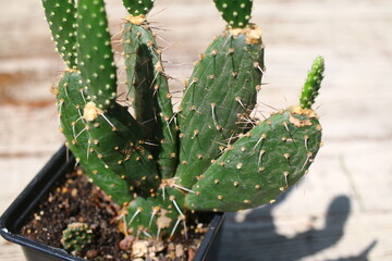 Opuntia quitensis Opuncja