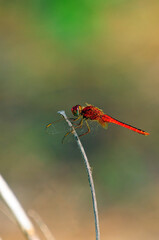 Red dragon fly on a stick - close up photography.