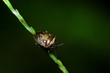 stinkbug on green leaf in the wild nature or in the garden