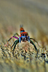 jumping spider on the ground. macro photo. close-up