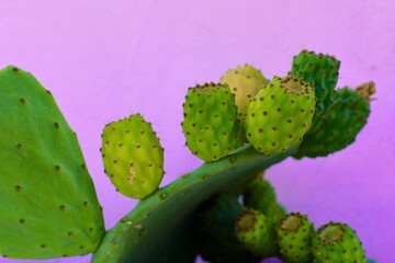 cactus grecque