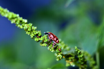 small beetle on green plant in the wild, closeup of photo.