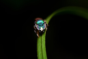 macro shot of a green beetle on a green blade of grass.