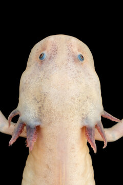 Albino Mexican axolotl with gills legs and long tail on dark surface