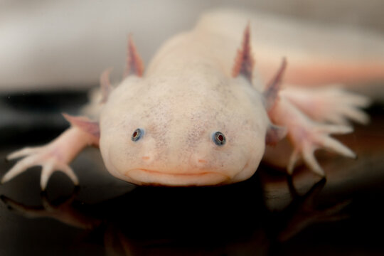 Albino Mexican axolotl with gills legs and long tail on dark surface