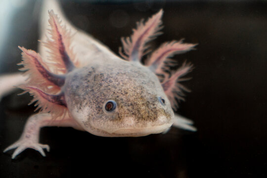 Grown up Mexican Axolotl standing on short legs on black background