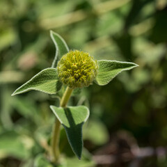 Phlomis leucophracta green leaf foliage