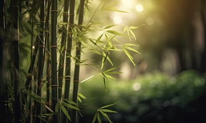 Tranquil bamboo trees in a serene forest setting with blurred background.