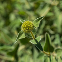 Phlomis leucophracta green leaf foliage