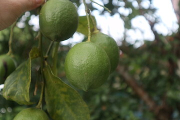 lemon tree and fruits design for achieve goals and harvest concept
