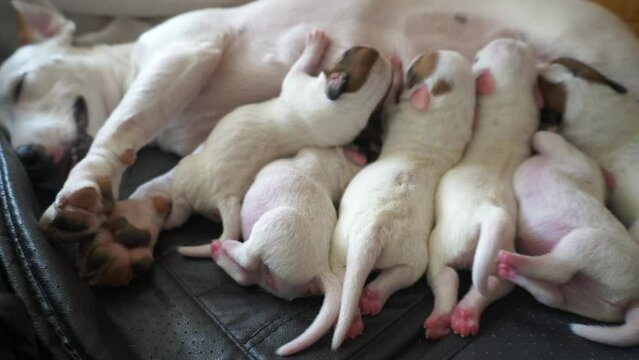 many Jack Russel puppy feeding milk from mothe when sleep after born on safty area