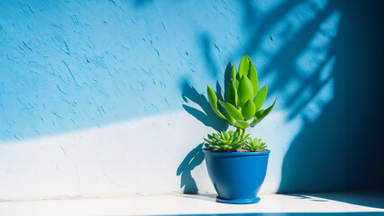 Green succulent in concrete plant pot with decorative shadows on a blue wall and table surface in home interior. Game of shadows on a wall from window at the sunny day. Minimalist vertical background