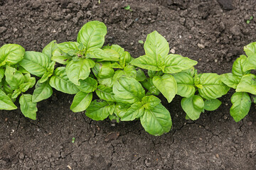 A row of leafy green lettuce grows in the garden. View from above