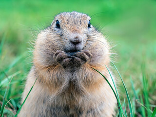 Fototapeta premium A prairie dog looking at the camera and eating sunflower seed holding its on front paws. Blurred green background