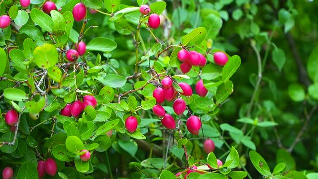 Carissa carandas  Is a fruit with high medicinal properties.