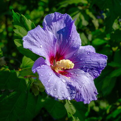 Hibiskus mit Regentropfen © Hartmut
