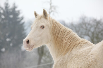 Obraz na płótnie Canvas Beautiful pony looking at you in winter