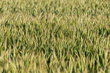 Young (green) rye field. Selective focus. Prefect for background.