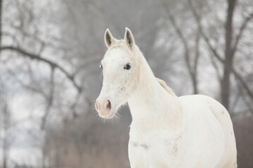 Fototapeta na wymiar Beautiful pony looking at you in winter
