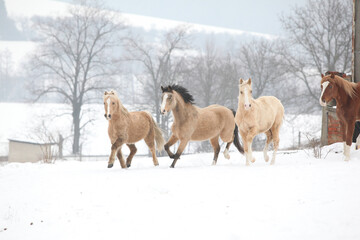 Nice horses moving on pasturage in winter