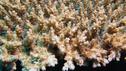 Whispers of the coral