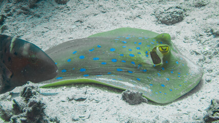 n engaging underwater photograph featuring a vibrant blue-spotted stingray resting on the sandy ocean floor. The stingray’s striking blue spots and unique shape are prominently displayed, contrasting 
