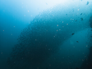 An awe-inspiring underwater photograph capturing a large school of fish swimming in unison in the deep blue ocean. The dense formation of fish creates a mesmerizing pattern, moving gracefully through 