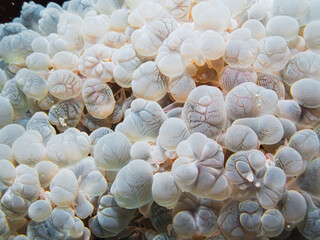 OLYMPUS DIGIAn exquisite underwater photograph featuring a close-up view of a bubble coral. The...