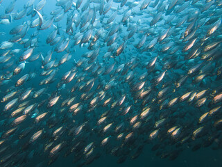 School of fish reflect on flash light
