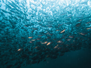 Fototapeta na wymiar School of fish reflect on flash light
