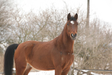 Obraz premium Beautiful pony looking at you in winter