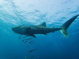 Whale Shark And Her Followers