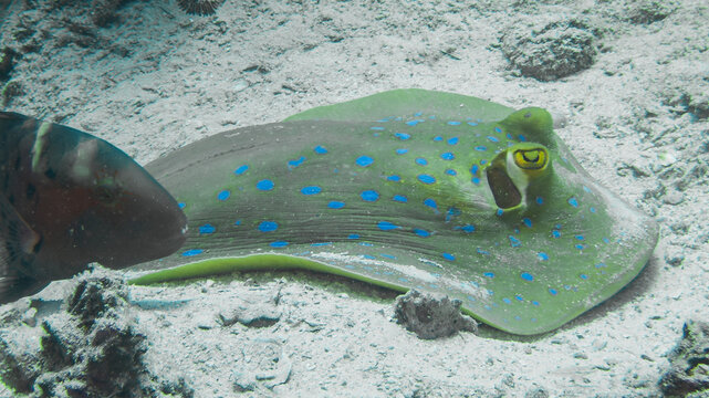 n engaging underwater photograph featuring a vibrant blue-spotted stingray resting on the sandy ocean floor. The stingray&rsquo;s striking blue spots and unique shape are prominently displayed, contrasting 